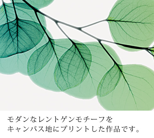 X-RAY CANVAS ART ユーカリ Sサイズ.|s2